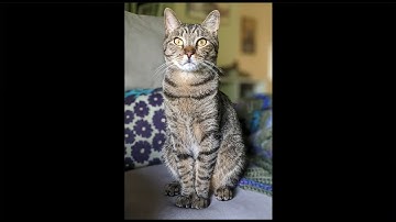 Resize a Photo for Instagram  in Adobe Photoshop