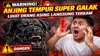 SUPER PROTECTIVE DOG‼️WATCH STRANGER LIVE CAPTURED‼️