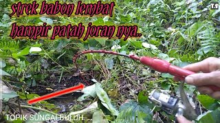 MANCING IKAN LEMBAT TERBESAR DI TAHUN 2021