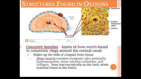 Microscopic Structure of Bone Video