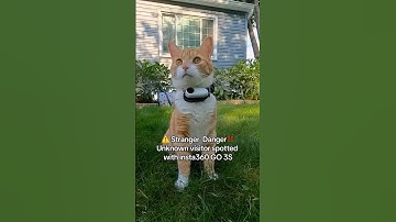 When the Kitterverse sees a stranger 💀Shot on @insta360 GO 3S #cat #insta360 #insta360catcam