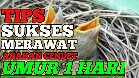 CARA MERAWAT ANAKAN CENDET UMUR 1 HARI SAMAPI MANDIRI