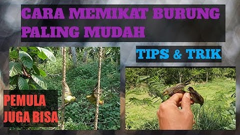 memikat burung kecil, pikat burung kecil dapat banyak, cara memikat burung paling mudah