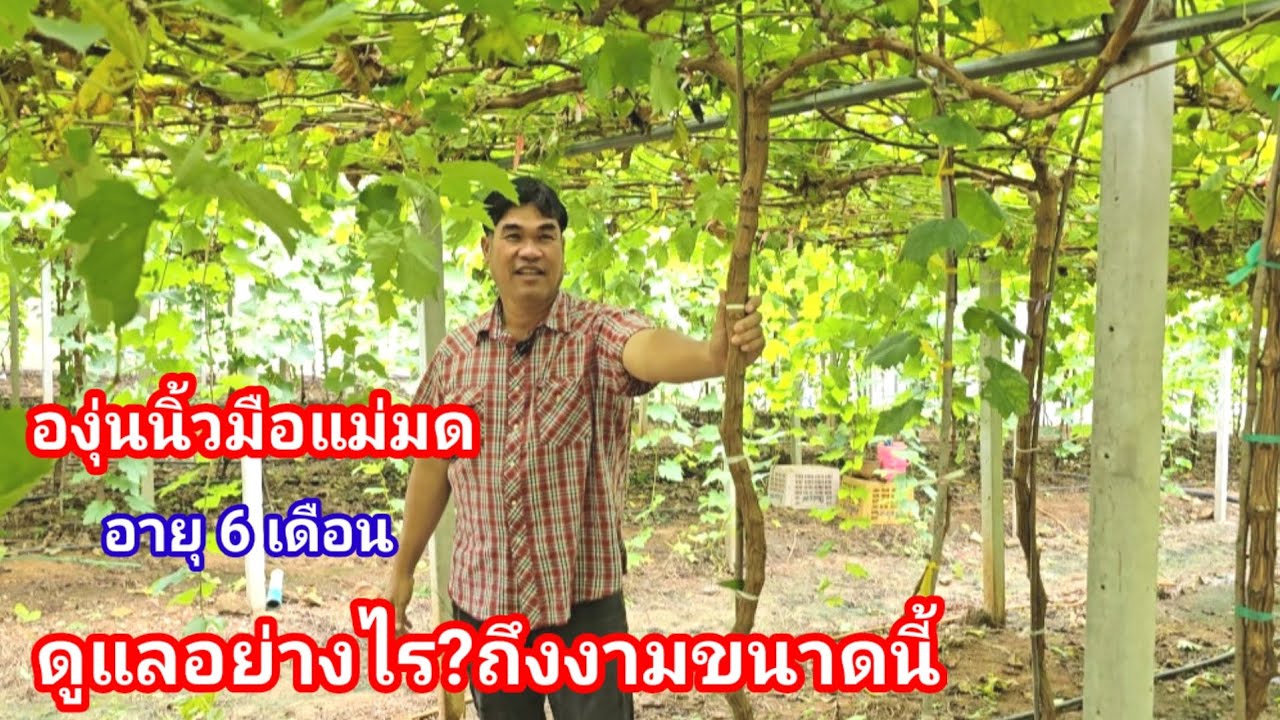 ปลูกองุ่น 6 เดือนเต็มค้าง!! ทำได้อย่างไร สายพันธุ์นิ้วมือแม่มดกว่า 300ต้น #ไร่เจริญทรัพย์วังน้ำเขียว