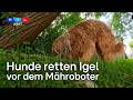 Hunde retten Igel vor dem Mähroboter - Artenschutz auf vier Pfoten | RTL WEST