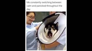 Bipolar Dog