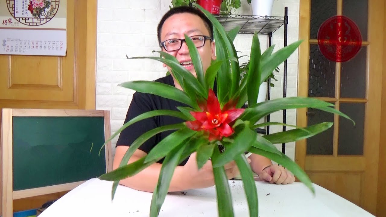 它是世界上最漂亮的菠萝 教你怎样在家里养 坤哥玩花卉 Youtube 它是世界上最漂亮的菠萝 教你怎样在家里养 坤哥玩花卉 Youtube