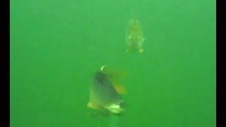 What Is It That Follows My 3D Roach?? B, Rudd Or A Big Roach???