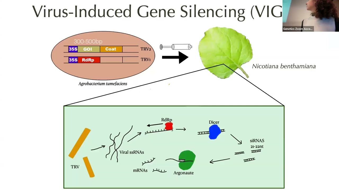 UW Madison Genetics Colloquium - Erin Alberts