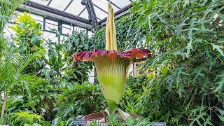 See the Rare Corpse Flower Bloom!