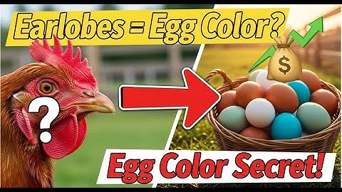 Chicken’s Earlobes Predict Egg Color?