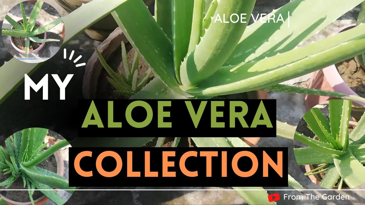 My Aloe Vera Collection Aloe Vera Pups After Transplant Results