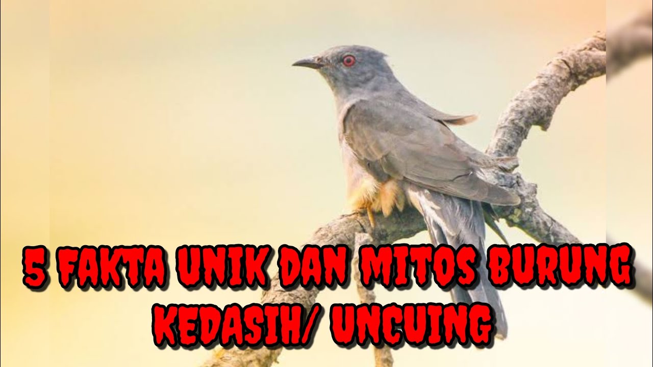 Uncuing 5 Fakta unik dan mitos burung KEDASIH / UNCUING @JJAdventure. - YouTube