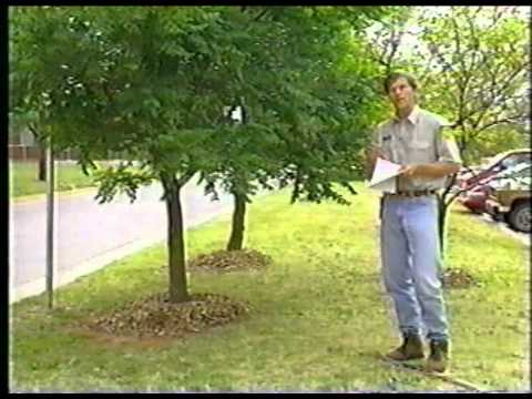 Video: Een kapokboom snoeien - Tips voor het terugsnoeien van kapokbomen