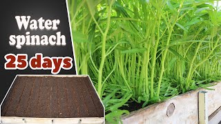 How to grow water spinach form seed to harvest | Reuse old soil to grow water spinach