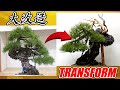 To the best bonsai in japanroad to the 100th kokufu prize 1