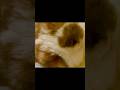 Dear Enzo: Dream Conversation #pets #therapy #petloss