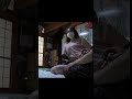 なぜ首も聴診する？リアル問診シーン！ Real Chiropractic Check Session
