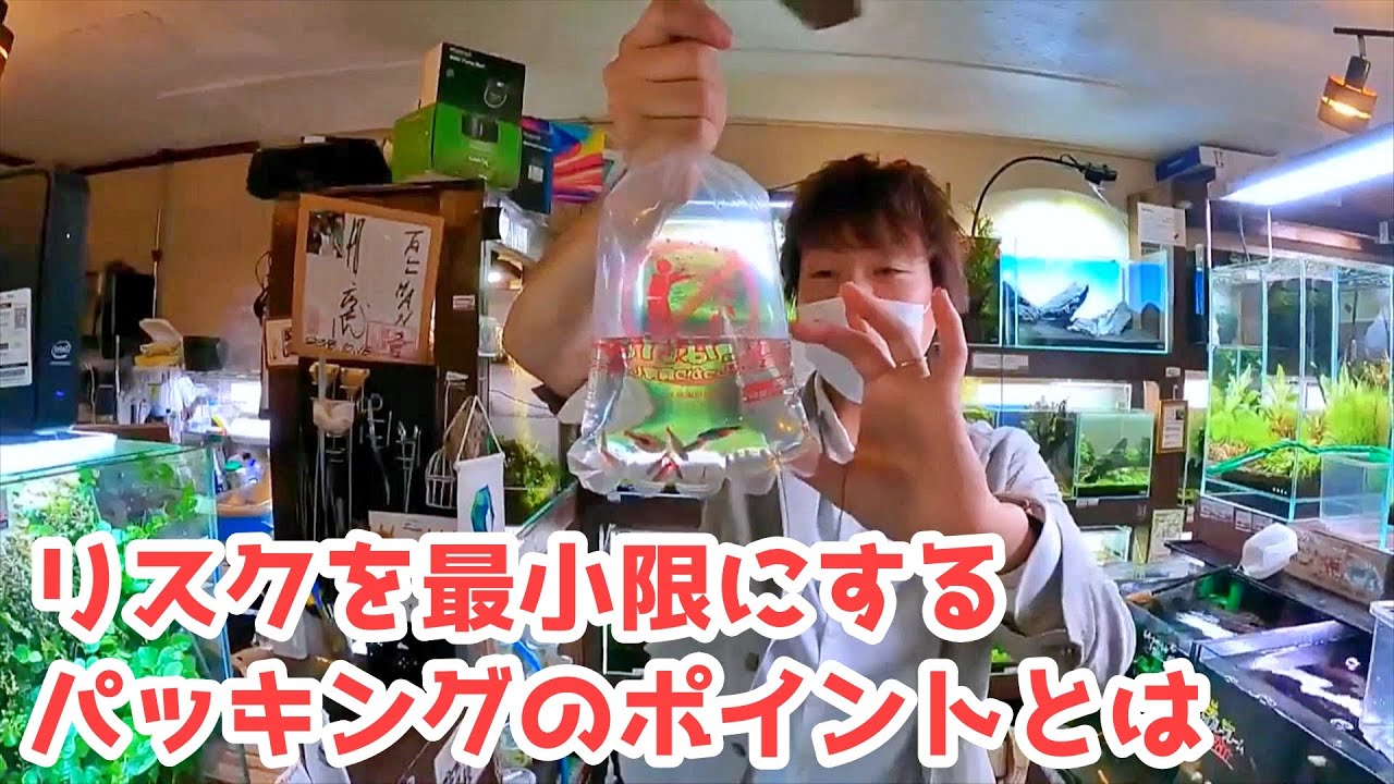 Mr. Yamada teaches tropical fish store packing methods [Tallman TV 