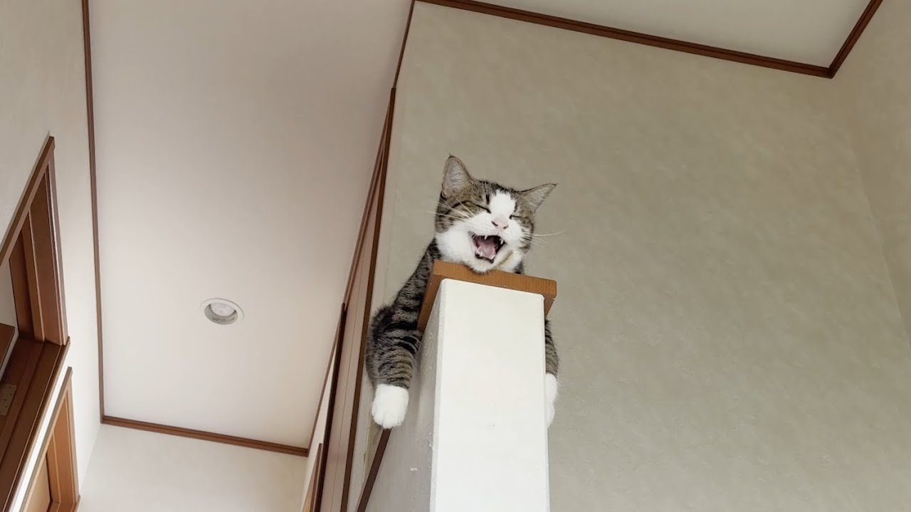 A mother is told by her relaxing cat that her sneezing is too loud