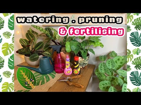 Video: Broodvrucht. Verzorging, Teelt, Voortplanting. Toepassing. Gunstige Eigenschappen. Kamerplanten. Exotisch. Tuin. Een Foto