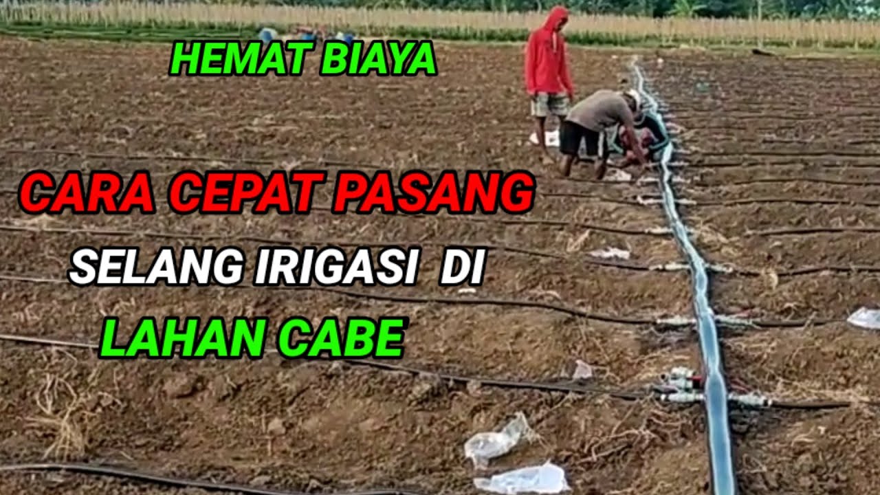 CARA PEMASANGAN SELANG DRIP/TETES  DI LAHAN CABE || Trik bkr pertanian