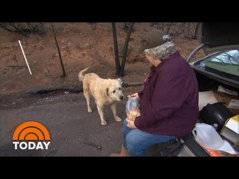 Video: Femeia se uită la Wildfire pe bicicletă în timp ce își ridică 70 lb câine într-o geantă de duffel