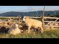 La mulsul oilor cu Vasile B. | Ursu a fost prins de 5 câini ciobanești de la o altă stână 2021