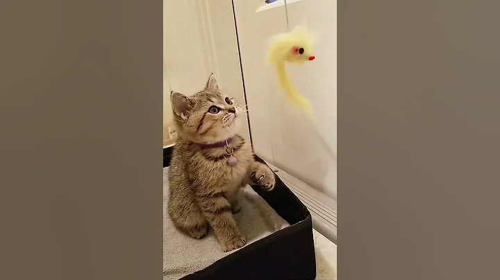 Video 731291: british shorthair chinchilla, toilet