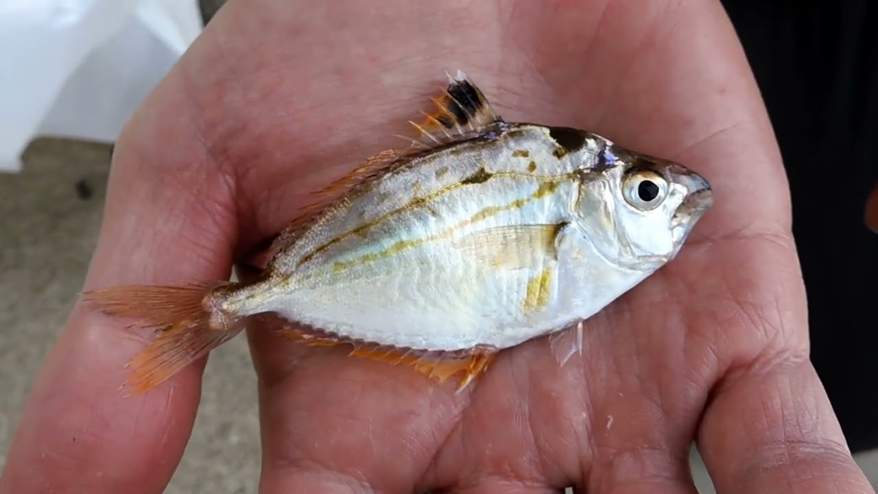 ヒイラギの伸びる口 近木川河口 Youtube