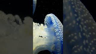Méduse-mer-pointé 🤍🤍please click to subscribe🤍🤍 Méduse-mer-pointé 🤍🤍please click to subscribe🤍🤍