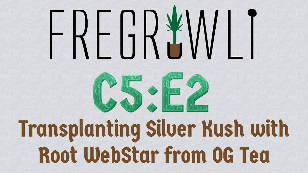 C5:E2 - Transplanting Silver Kush with Root WebStar from OG Tea