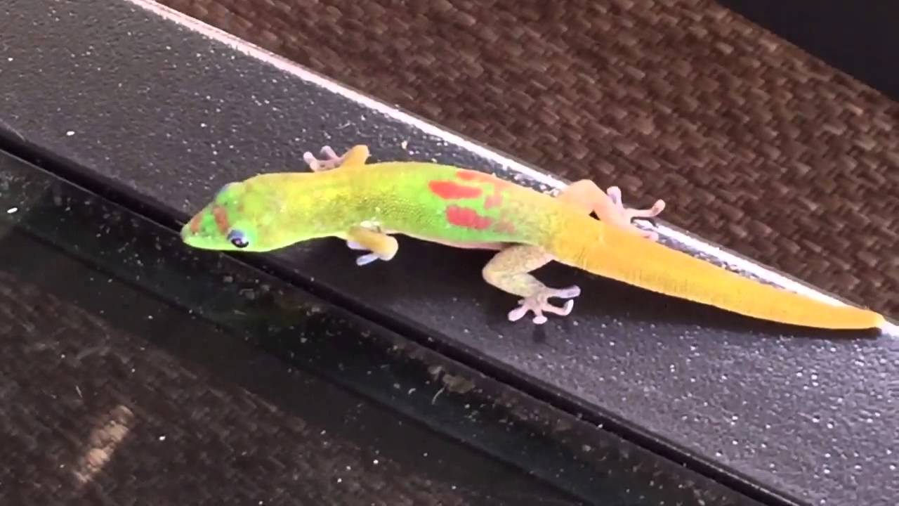 gecko big island tours