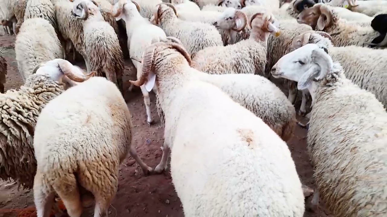 اجيو تشوفو الحولي ديال منطقة اولاد اوجيه القنيطرة 🐏🐑🐐👍🤗