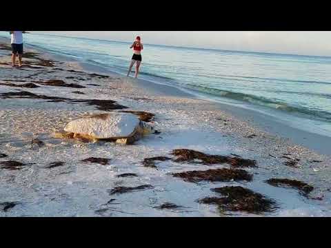 WATCH: Loggerhead Turtle Nesting on Anna Maria Island