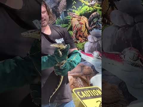 Interactive Reptile Event at Jurassic Gardens! Brought to you by Scale World Order! 🐍