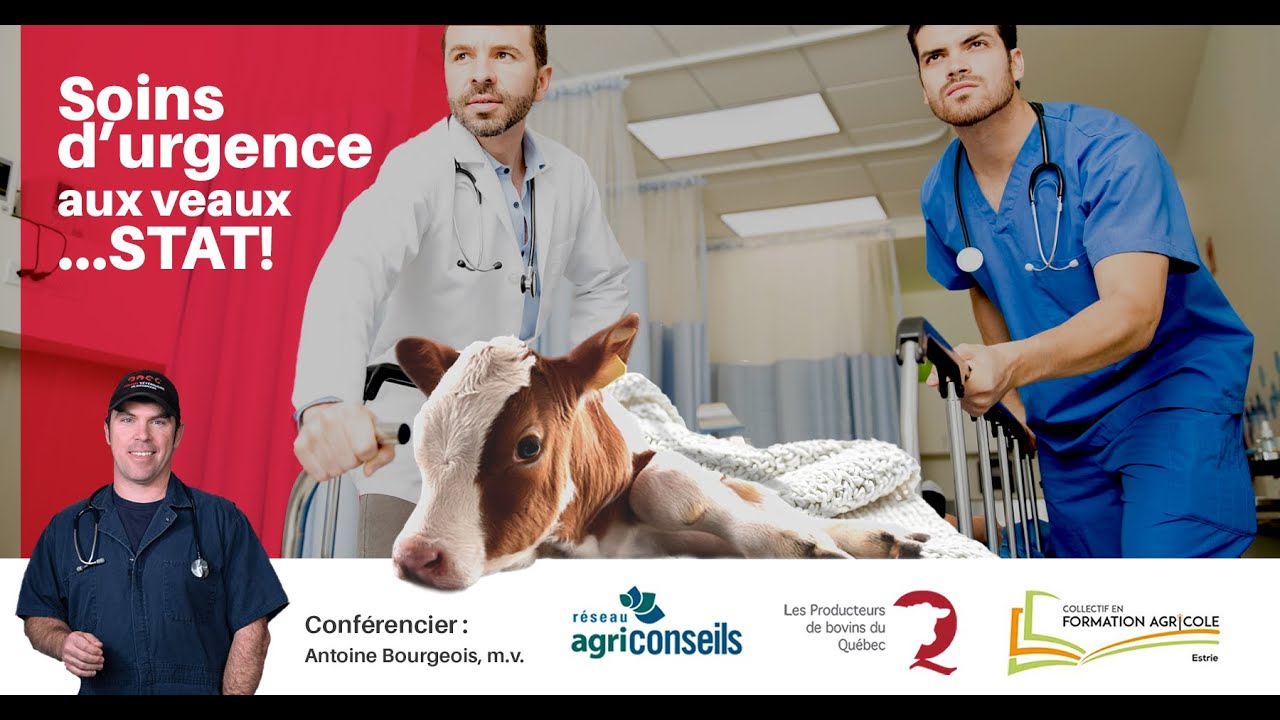 Webinaire - Soins d'urgence aux veaux...STAT! - YouTube