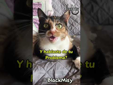 Misy va al médico 😸😹 #cat #humor #risa #gatos #michis