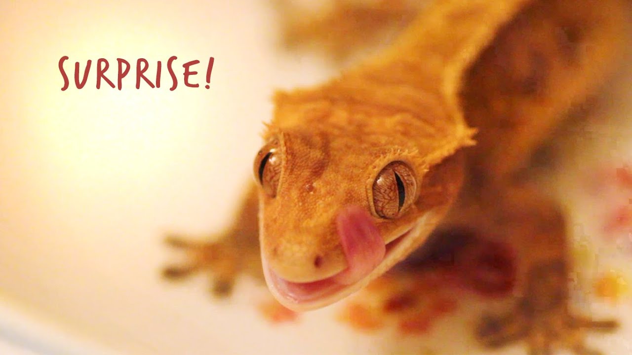 petco hours Crested Gecko Life Update!
