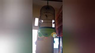 Masteran Kolibri Ninja Full Tembakan Rapat