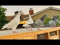 Attempting To Train Against Their Instincts | Training Racing Pigeons to Break