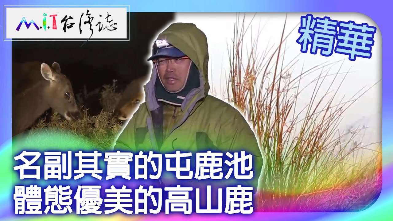 名副其實的屯鹿池　體態優美的高山鹿｜南投縣 麥覺明【 ‪‪‪‪ ‪‪‪‪‪‪‪‪‪‪‪‪‪‪‪‪‪‪‪‪‪‪‪‪‪‪‪‪ ‪‪‪