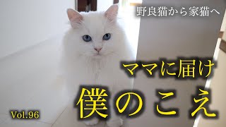 コパークラフト 題名「子猫のママは あたし」 mqdefault.jpg