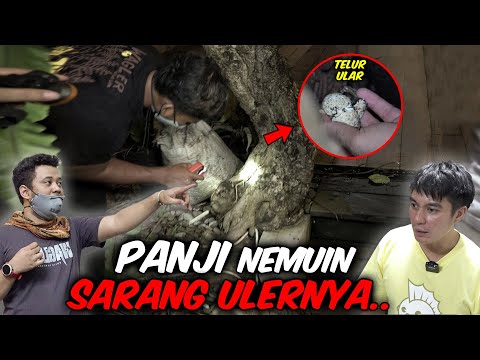 ULAR KETEMU , SARANGNYA JUGA KETEMU ‼️ EMANG BENER2 SANG MAESTRO PANJI PETUALANG !!