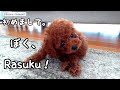 我が家にRasuku(ラスク)がやってきた！！トイプードルのTaruto&Rasuku