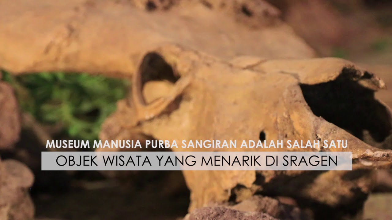 Museum Sangiran: Mengenal Masa Lalu Untuk Memperbaiki Masa Depan - SOLO 60 DETIK