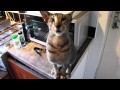 Talking Oriental cat の動画、YouTube動画。
