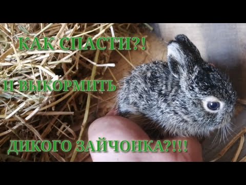 Сколько живут зайцы в домашних условиях