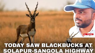 Today I Saw Blackbuck | Solapur Sangola Highway | Salman Khan Case Wala Deer 🦌 by Riyaz Korbu 120 views 10 months ago 1 minute, 44 seconds