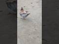 Please Subscribe 🙏 #youtubeshorts #shorts #viralvideo #trending #pigeon #pigeonlover #kabutarbazi